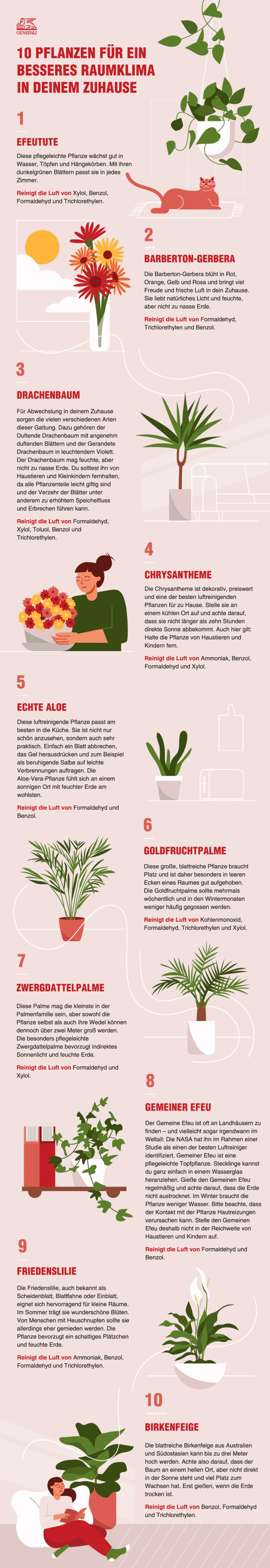 10 Pflanzen, die das Raumklima verbessern