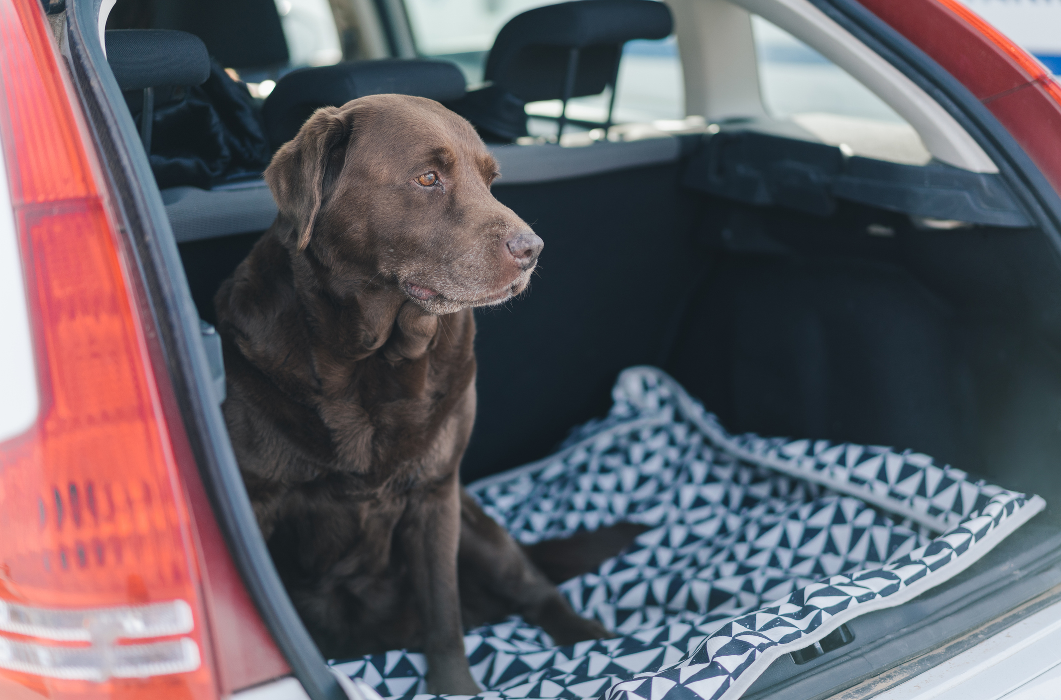 Mit Hund im Auto unterwegs: Was sind die Vorteile von