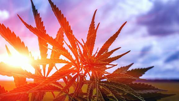 Cannabis-Pflanzen werden von der Sonne angestrahlt