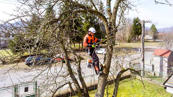 Ein Mann in Schutzkleidung ist gesichert an einem Baum und fällt Äste mithilfe einer Baumsäge.