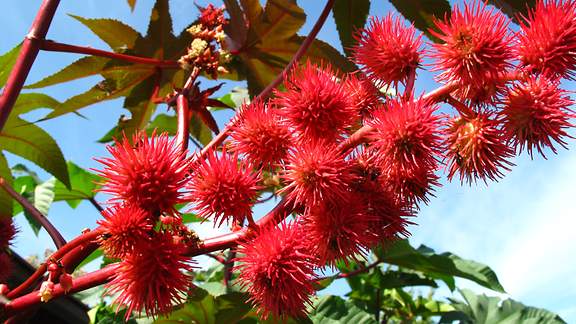 Ricinus Communis