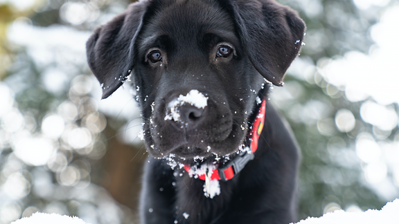 Schwarzer Hund mit rotem Halsband