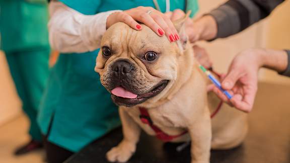Ein Hund wird beim Tierarzt geimpft und dabei von einer Pflegerin am Kopf gestreichelt.
