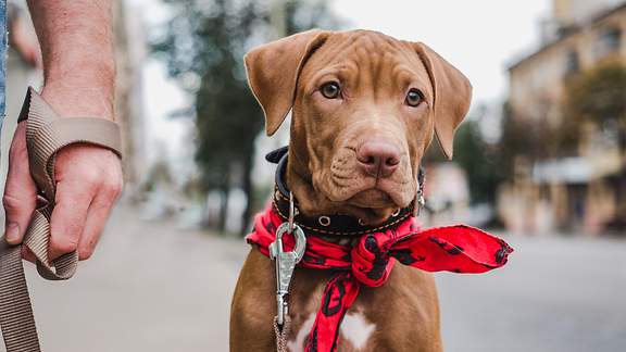 Ein angeleinter Hund hat eine rote Schleife um den Hals