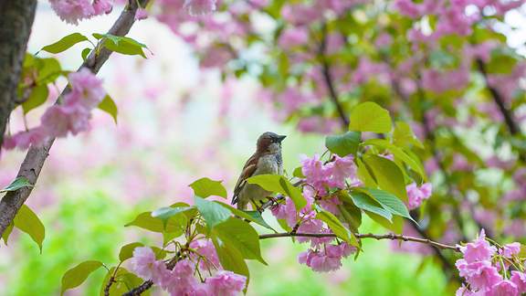 Ein Singvogel sitzt aiuf einem blühendern Zweig