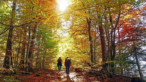 Zwei Menschen wandern durch einen herbstbunten Wald