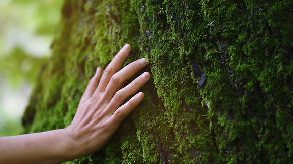 Hand streicht über bemooste Baumrinde