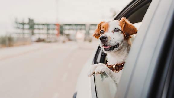 Jack Russell Terrier guckt interessiert aus einem Autofenster
