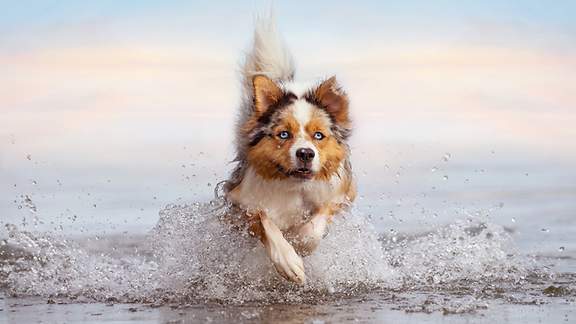 Ein Hund läuft durchs flache Wasser