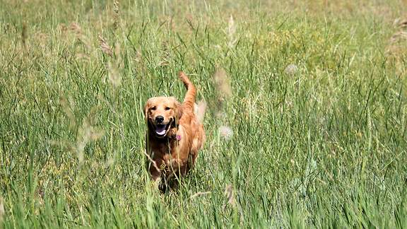 Ein Hund läuft über eine grüne Wiese